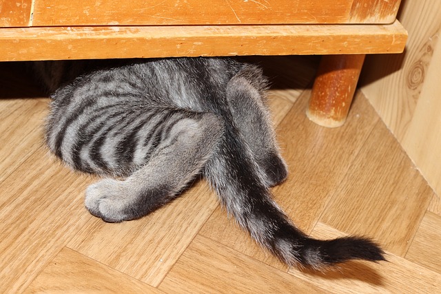 kočka pod skříní